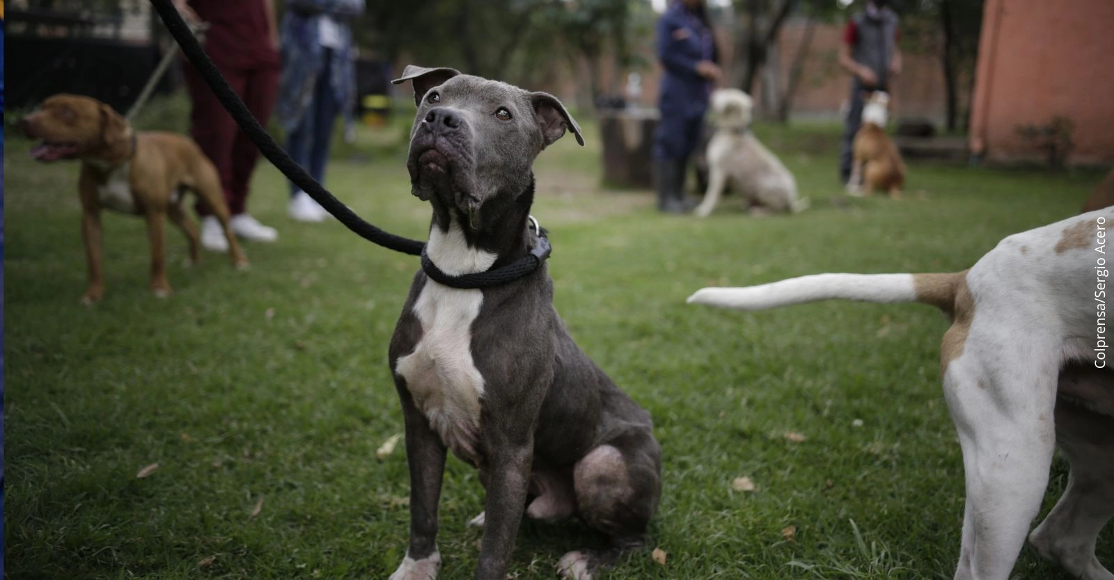 Jornadas de adopción de mascotas en Bogotá abril 2026: ¿Dónde y cuándo adoptar perros y gatos?