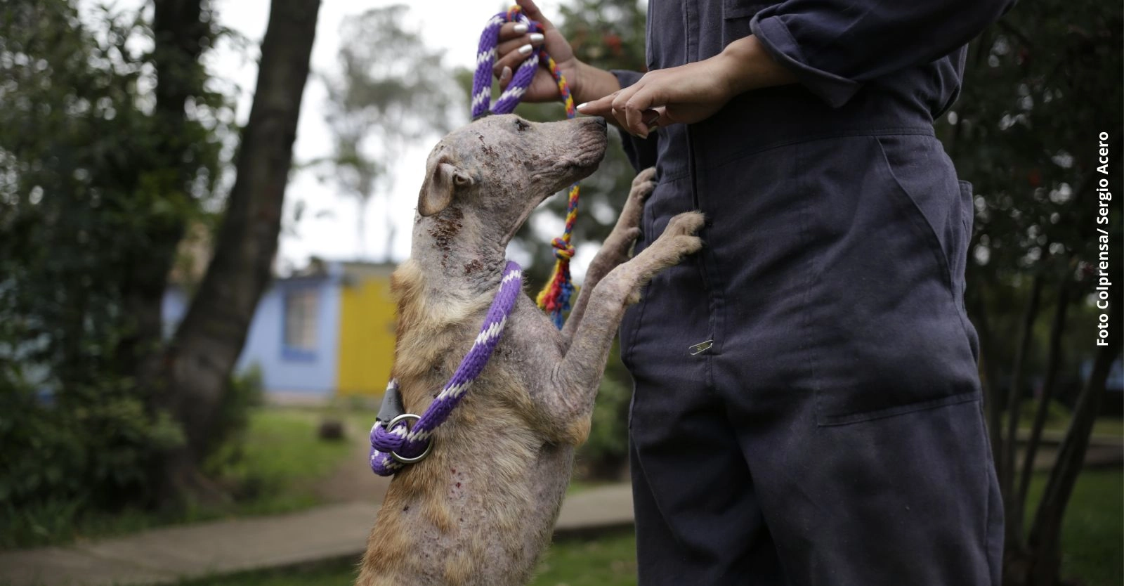 Conoce cuales son los requisitos para adoptar un animal de compañía