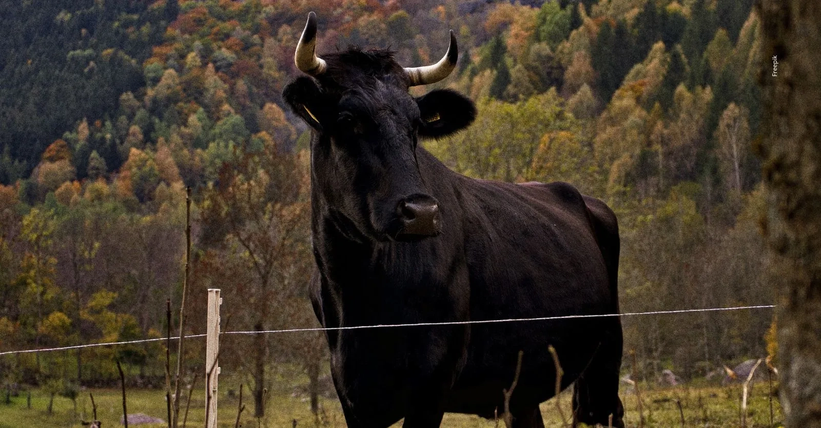 ¿Qué establece la Ley 2385 de 2024 sobre la tauromaquia?