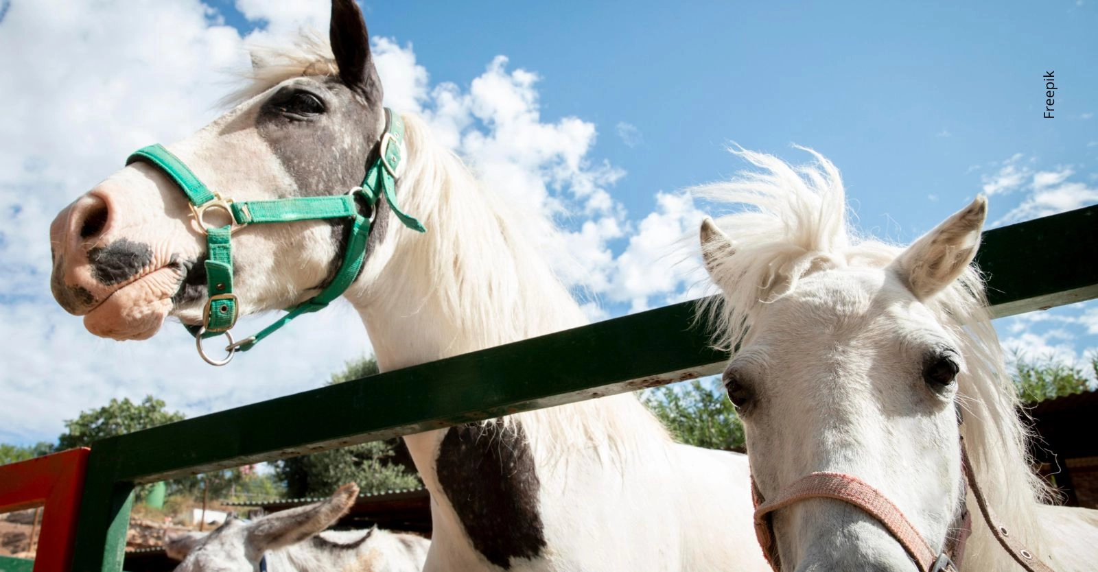 Bolívar acogerá la Exposición Nacional Equina 2027 después de más de 40 años