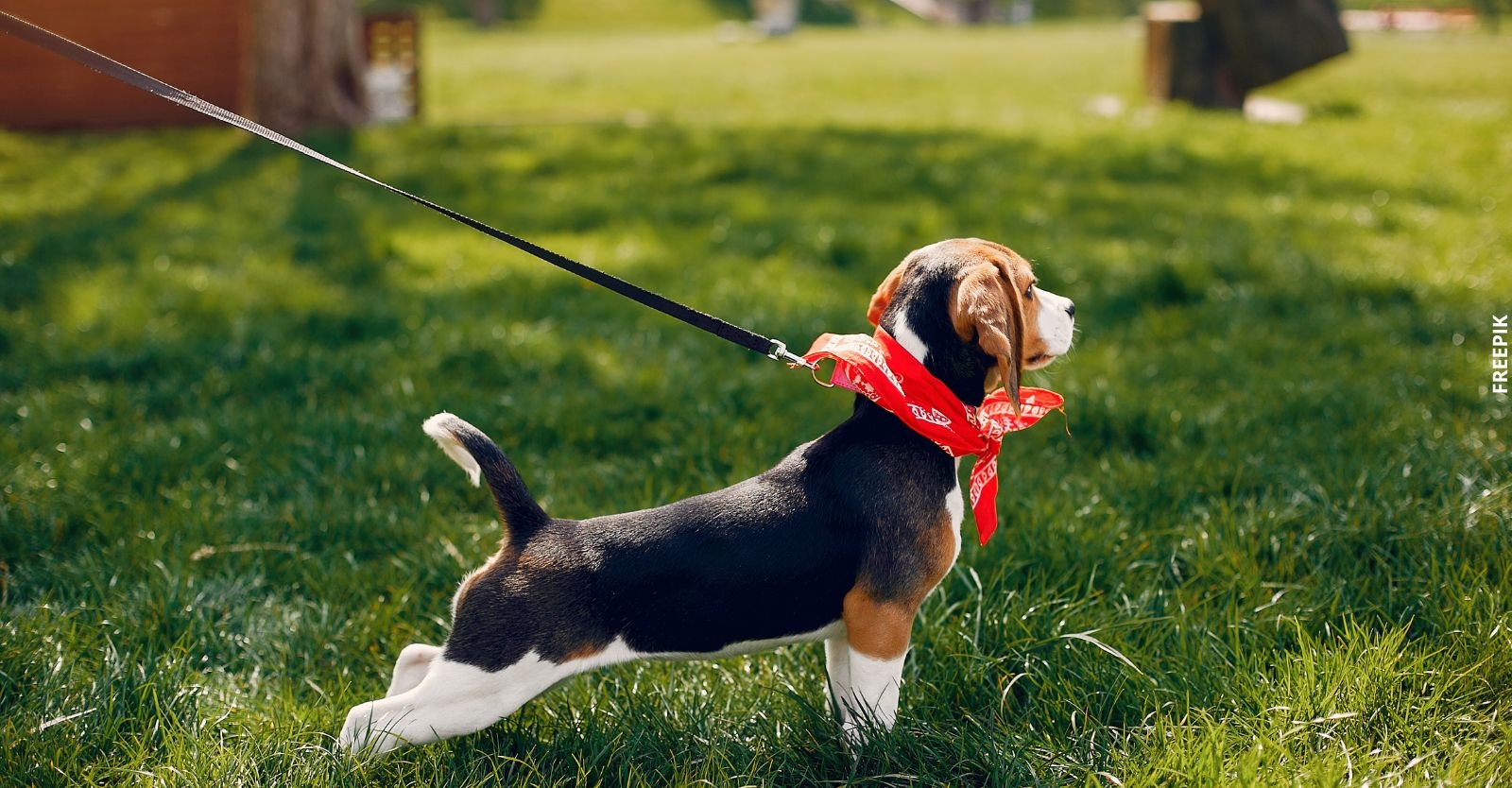 Multa por pasear tu mascota sin correa 1.jpg