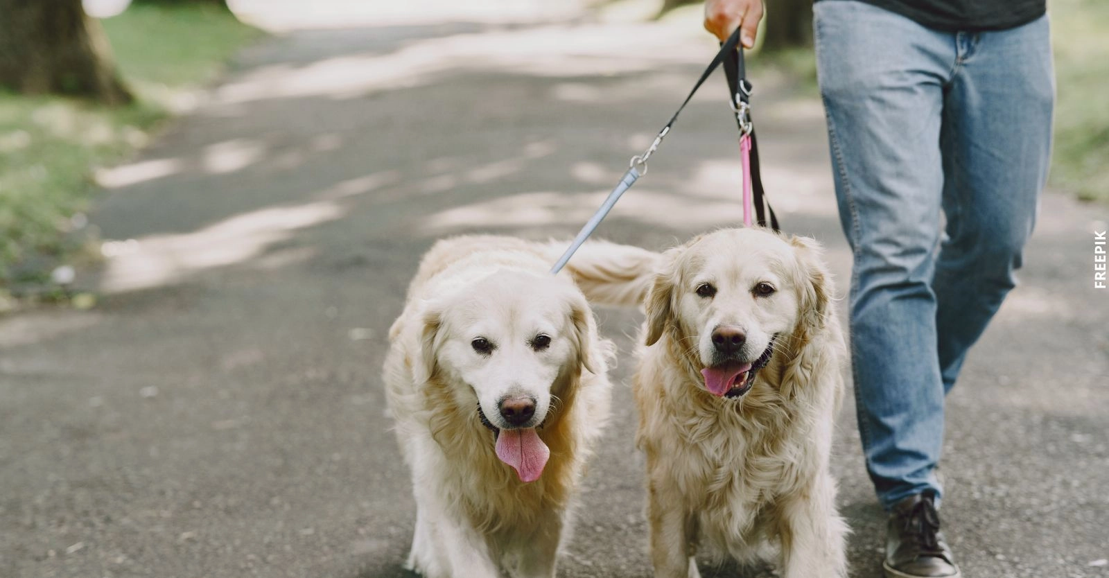 Esta medida busca garantizar la seguridad, la convivencia y el bienestar tanto de las personas como de los animales.