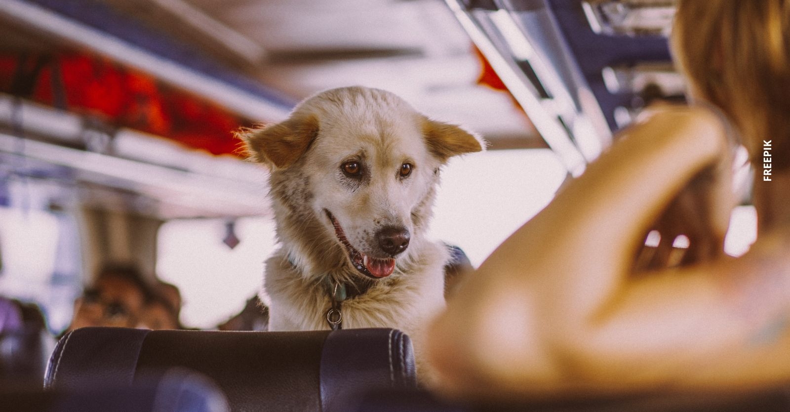 Si vas a viajar con tu perro o gato, conoce las reglas de la Terminal de Transporte de Bogotá 2.jpg
