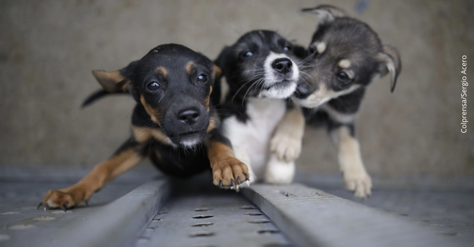 Así puedes adoptar una mascota en la Feria Huella de la Alcaldía de Bogotá