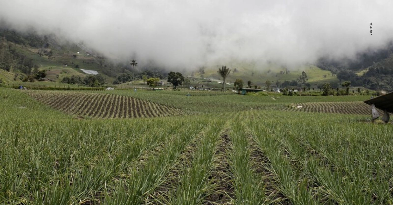 Predial en Cunday se dispara: campesinos denuncian aumentos desproporcionados.