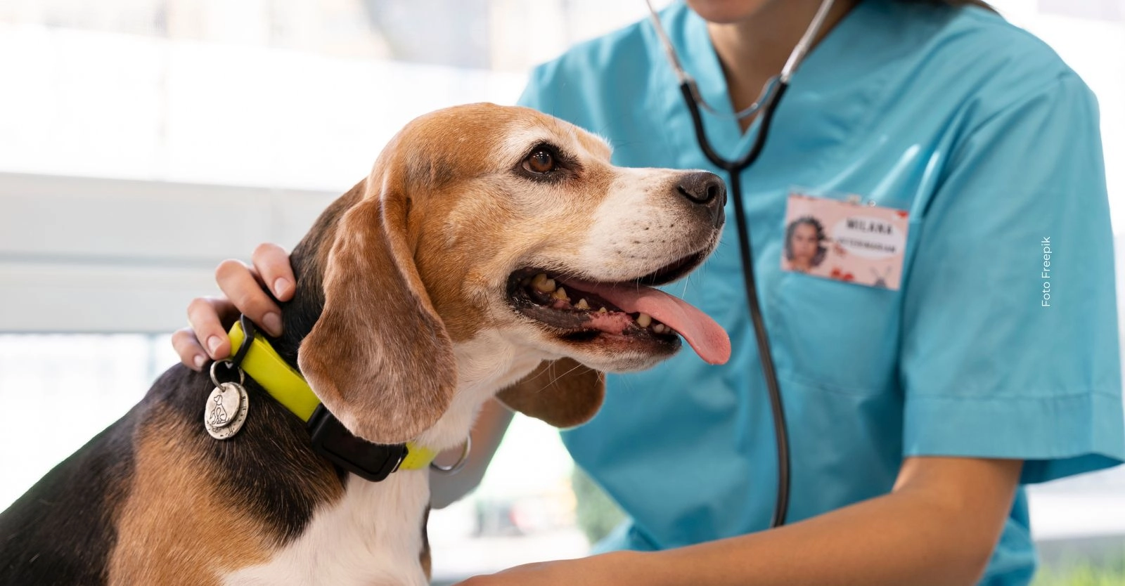 4.250 cupos gratis para esterilizar mascotas en Bogotá: así puedes acceder