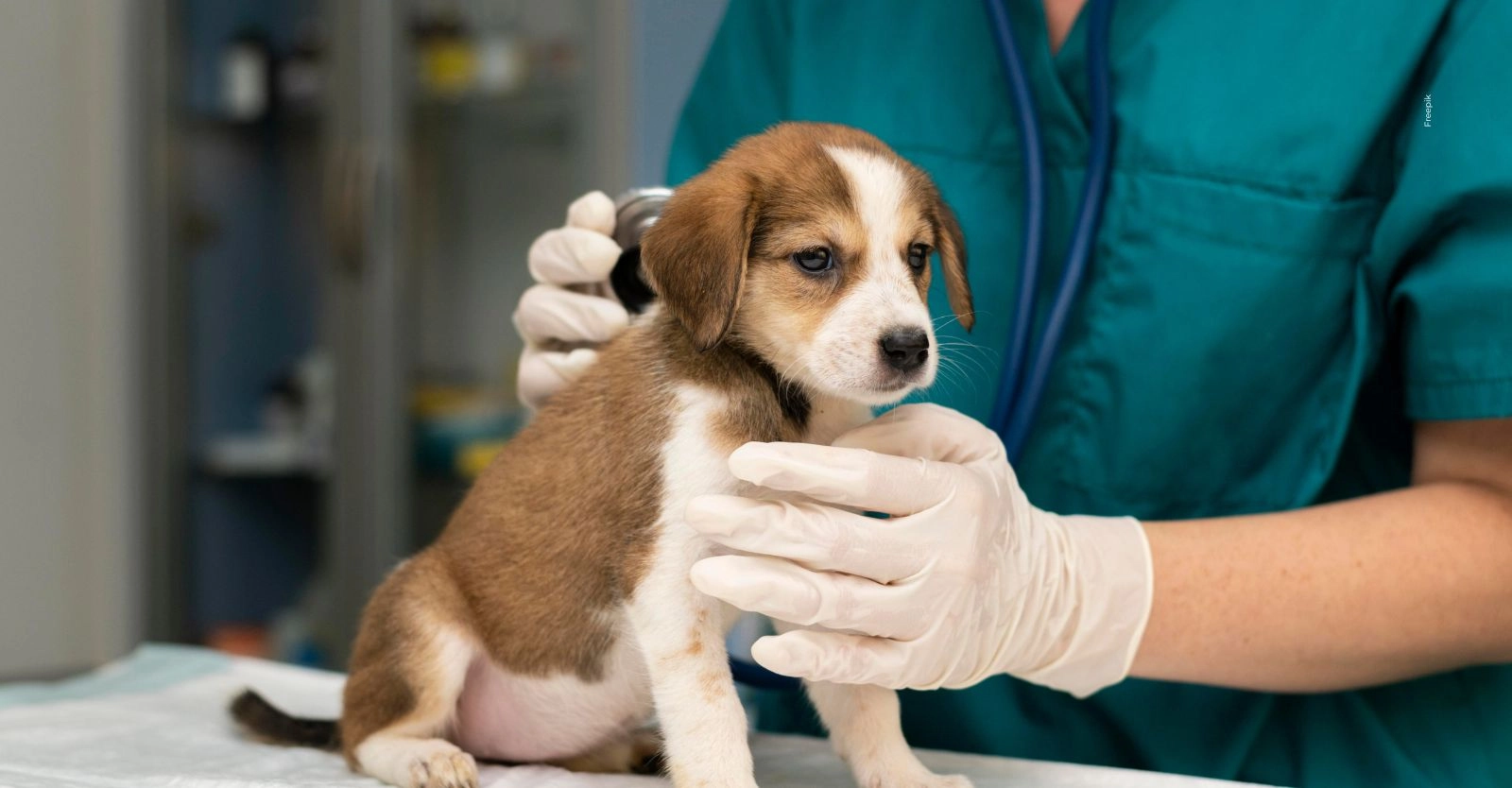Esterilización gratuita de mascotas ya es oficial en Colombia: así funcionará.