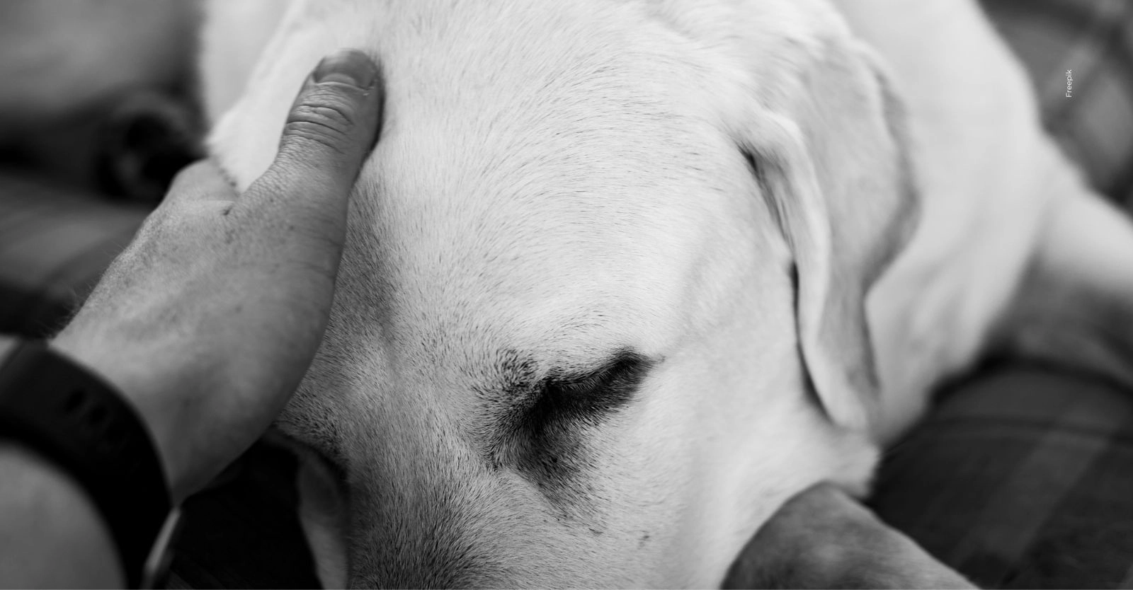 Comunidad de Ibagué exige acción tras muertes de animales por cables de energía.