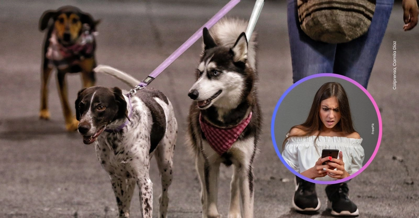 Descubre dónde denunciar maltrato animal en Bogotá: conoce los canales disponibles y qué hacer en casos urgentes.