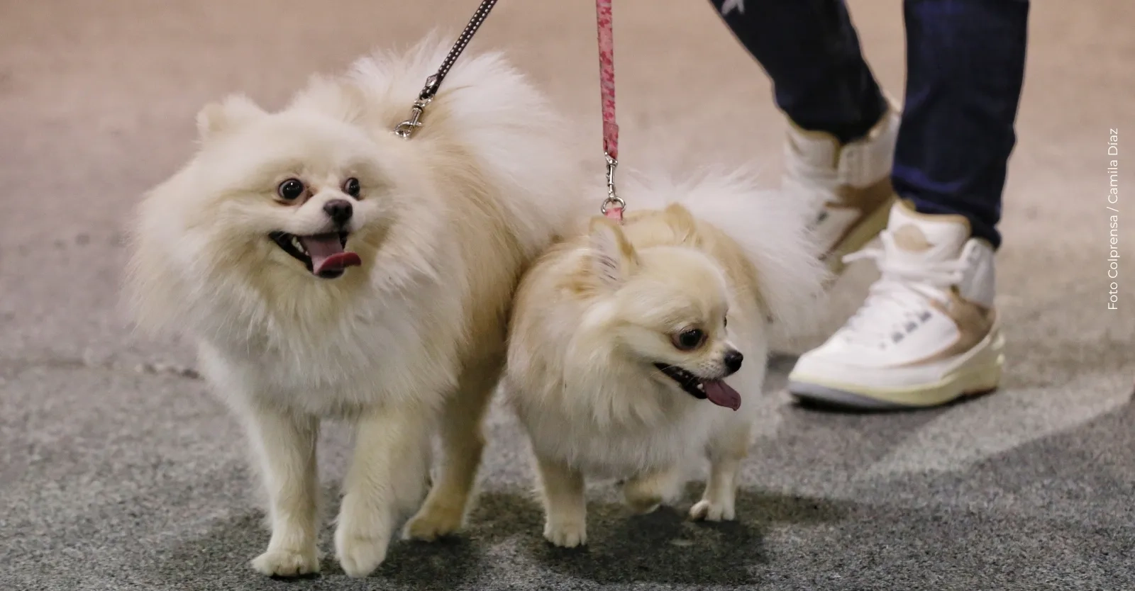 Conjuntos residenciales no pueden prohibir el tránsito de mascotas ni en ascensores ni zonas comunes: Corte Constitucional
