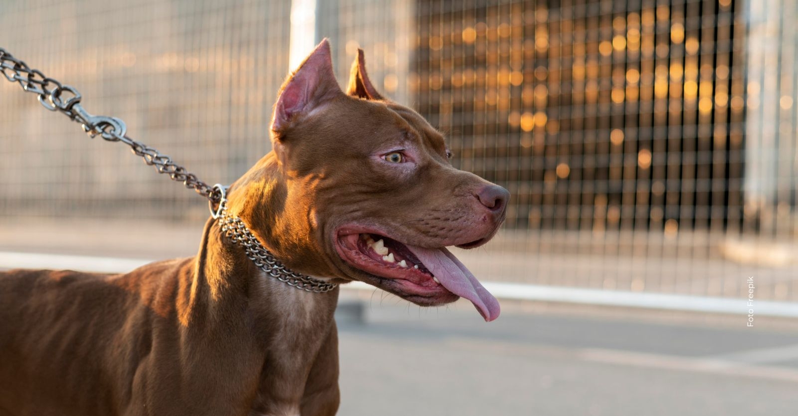 mascotasregistro (1).jpg