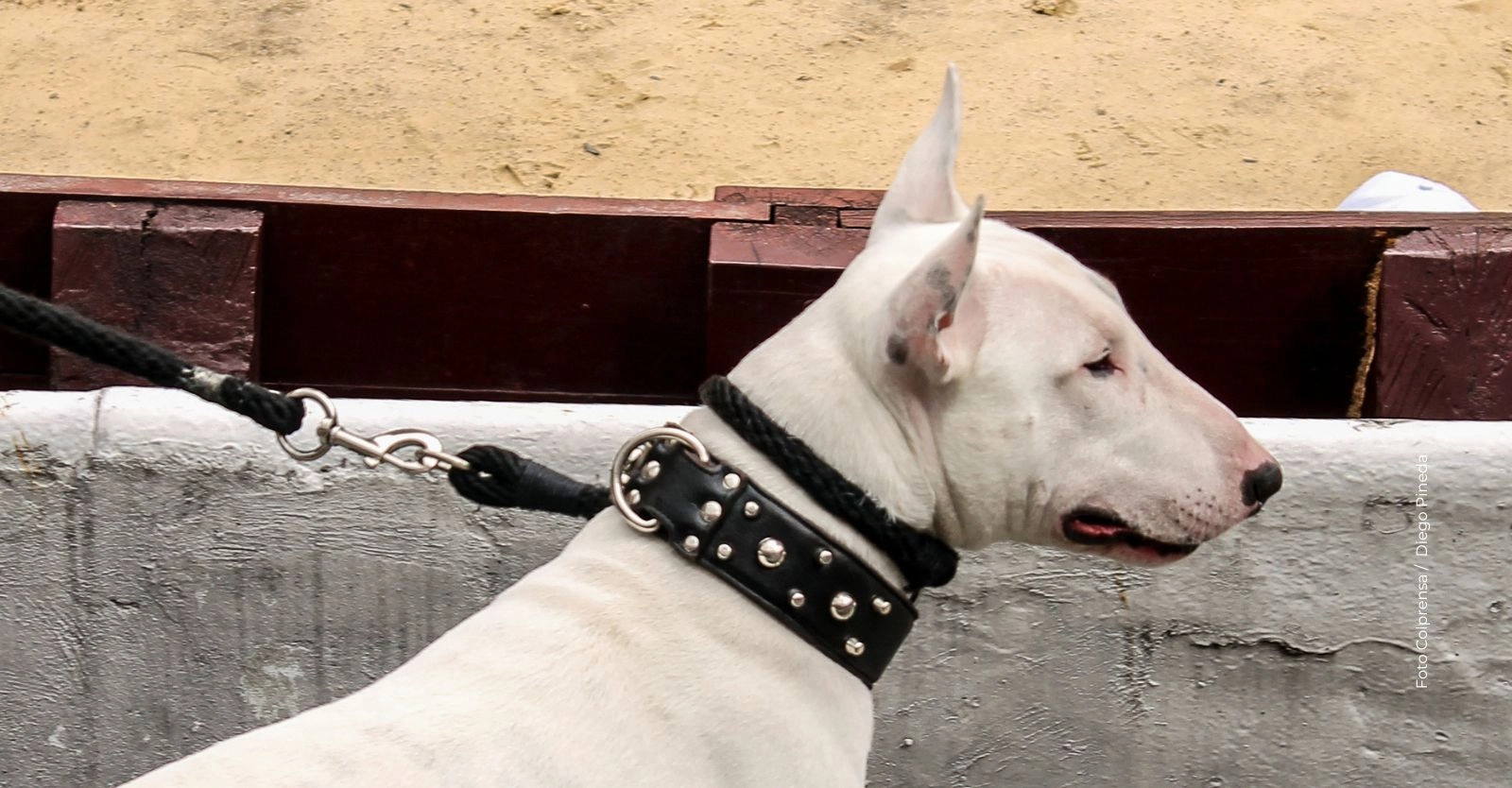 Registro obligatorio de perros de manejo especial en Bogotá: pasos y requisitos