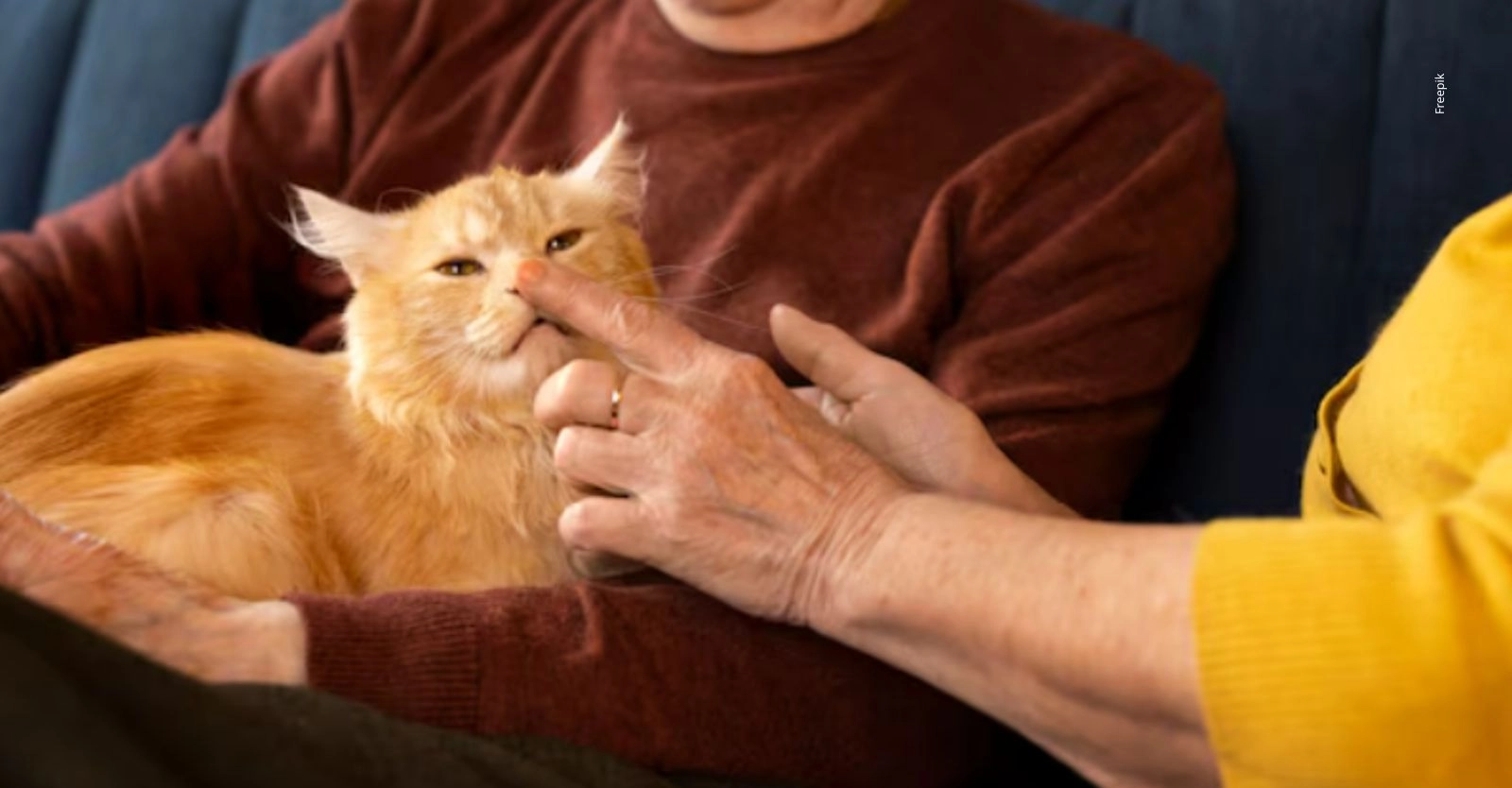 ¿Cómo eligen los gatos a su persona favorita?