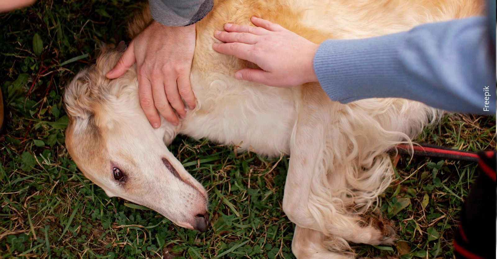 Así puedes participar en el curso de primeros auxilios para mascotas en Bogotá
