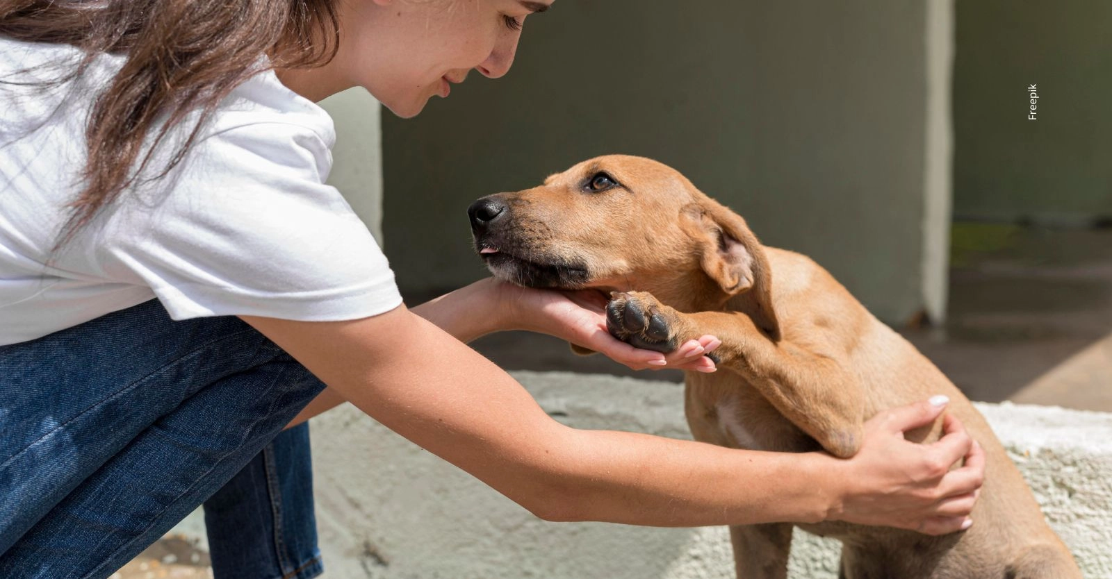 ¿Cambiarán las reglas para tener perros y gatos en edificios? Esto propone un proyecto de ley.