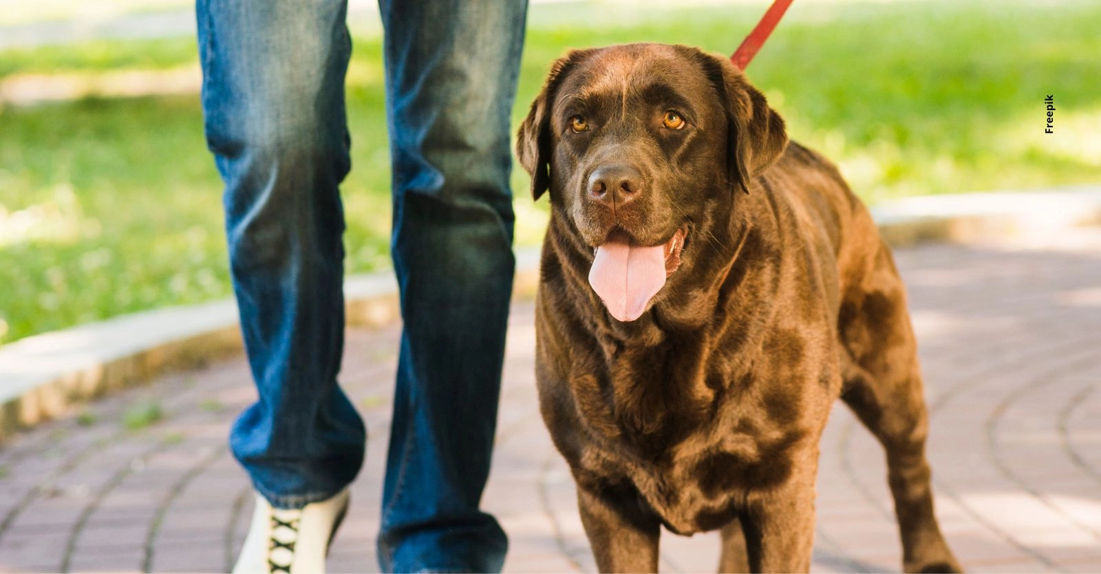 ¿Es bueno que mi perro me siga a todos lados?