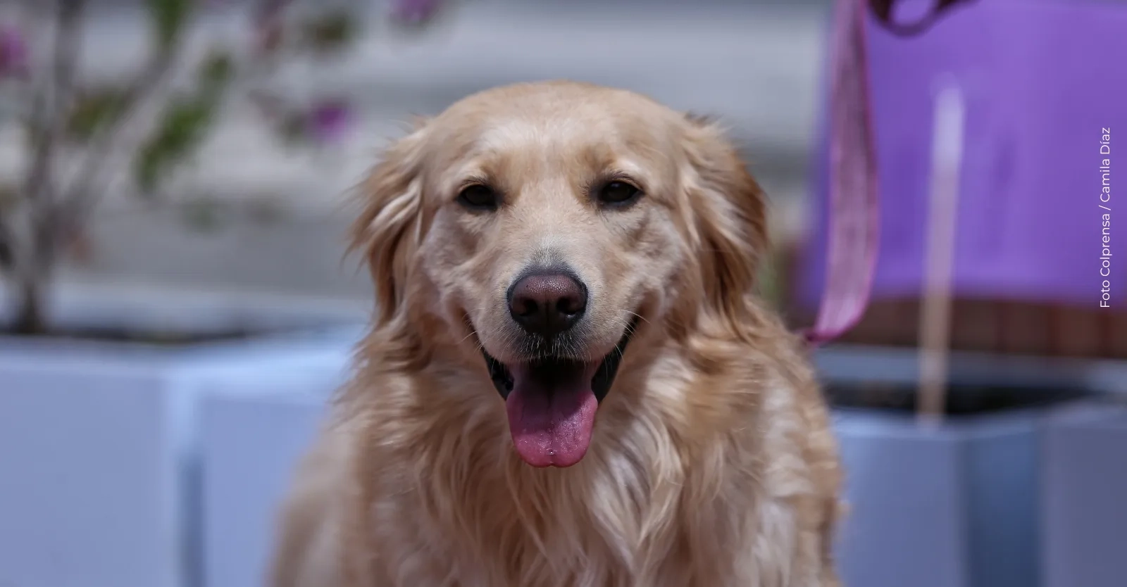 Conjuntos residenciales no pueden exigir un permiso para transitar con las mascotas