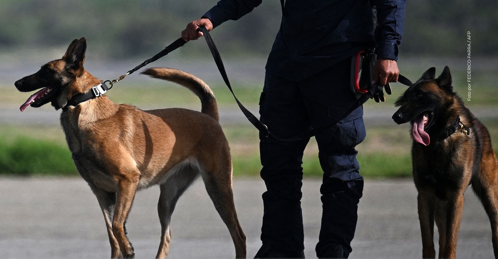 perros-rescatistas-colombia.jpg