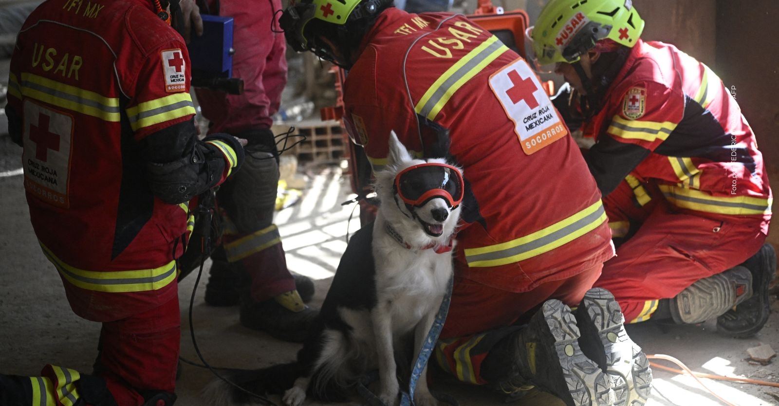 perros-rescatistas-tsunami.jpg