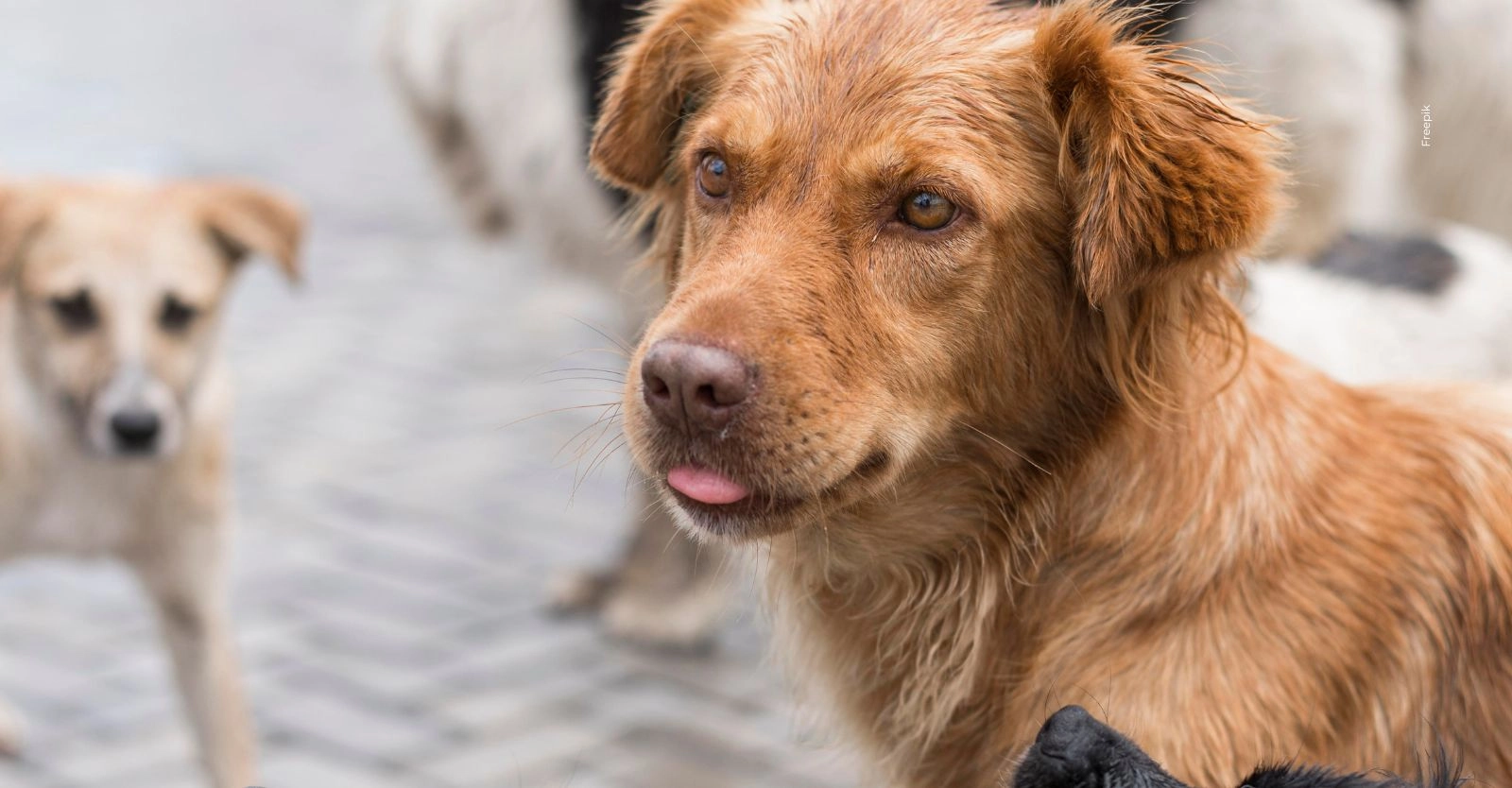 Bogotá habilita registro de animales comunitarios: esto debes saber.