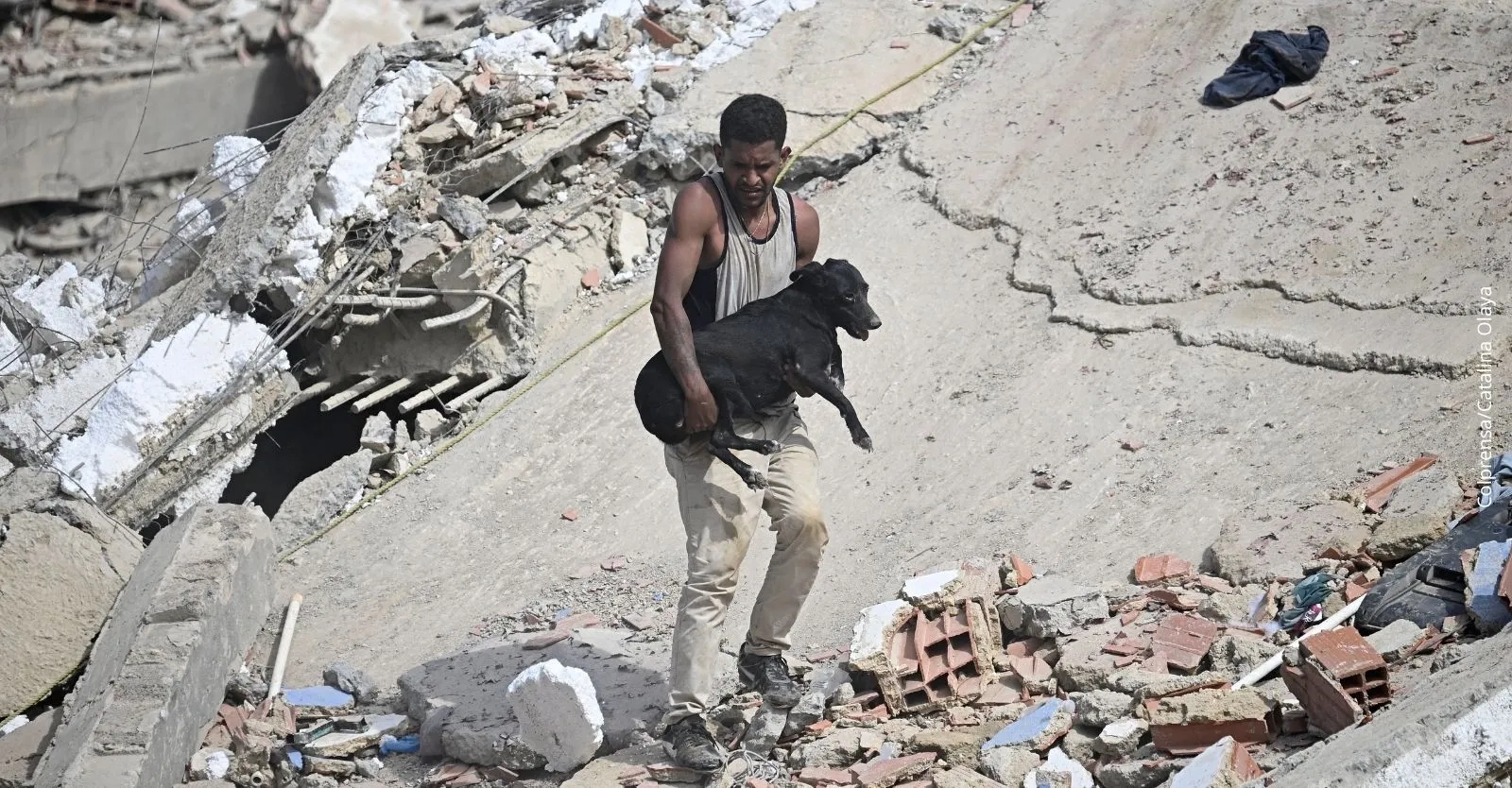 Donaciones para animales afectados por el terremoto en Venezuela: Así puedes ayudar a las mascotas damnificadas